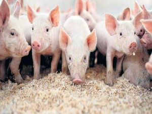 Güney Kıbrıs'ta 33 bin domuz yavrusunun itlaf edilmesi planlanıyor