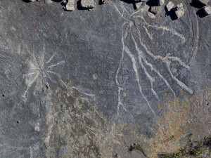 289 milyon yıllık fosil, nefes alma şeklimizin kökenlerine ışık tutuyor