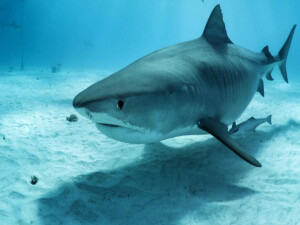 Yalnızlığı tercih ettiği sanılan boğa köpekbalıklarının yakın arkadaşları varmış