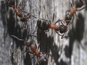 Burada herkes kraliçe: Japonya'daki karınca türü şüpheleri doğruladı