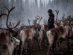 Dişi ren geyiklerinin boynuzlarını besin kaynağı olarak kullandığı keşfedildi