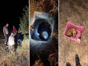 Cengizköy’de 30 metrelik kuyuya düşen köpek kurtarıldı