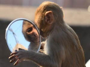 Antik Roma askerlerinin "evcil maymunlarıyla" ilginç ilişkisi ortaya çıktı