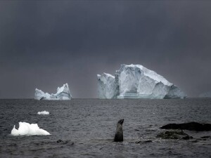 Tehlikeli hız: Buzullar günde 60 metre ilerleyebiliyor