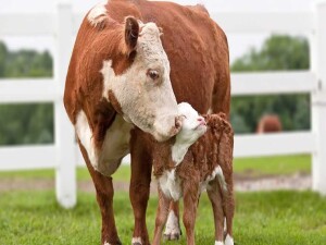 Güney Kıbrıs'ta yeni bir şap vakası tespit edildi