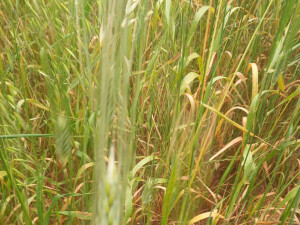 Karakılçıkta bu yıl 6.5 ton verim bekleniyor