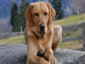 İngiltere, 12 yaş altı çocukların köpeklerle yalnız bırakılmasını yasaklamaya hazırlanıyor