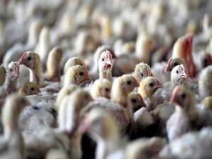 Avustralya'da kuş gribi olduğundan şüphelenilen ilk vaka kaydedildi