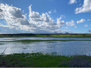 Kış ortası su kuşu sayımları sonuçları açıklandı: 93 sulak alanda 19 bin 10 su kuşu sayıldı