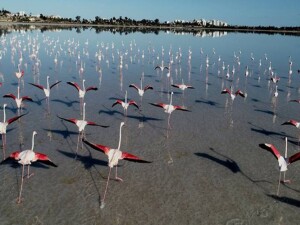 Larnaka Tuz Gölü ve Paralimni gölündeki kurşun elementi seviyesi yüksek
