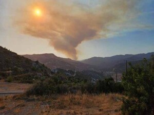 Limasol yangının tarım bilançosu: 100 besi hayvanı, 4353 tarımsal arazi, 1712 bağ ve 96 mera yandı