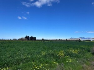 Tarım Bakanlığı, tüketilebilir yabani ot toplayanları uyardı