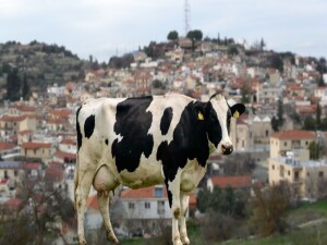 Limasol'da hayvancılarla Veteriner Dairesi arasında şap gerginliği