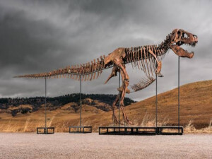 T-rex’in vücut sıcaklığı insanlarla benzer çıktı