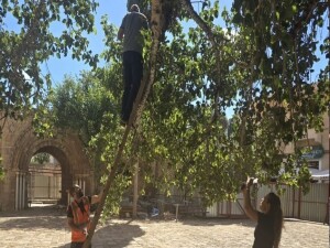 Tarihi Cümbez ağacındaki zararlıya biyolojik müdahale