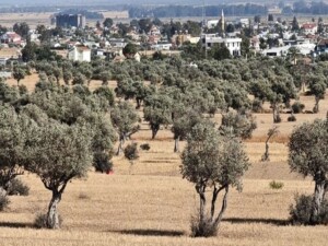 Lefkoşa’da zeytin hasadı 4 Eylül’de başlayacak
