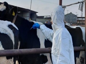 Güney Kıbrıs'ta şapla ilgili gelişmeler: 170 bini aşkın hayvan aşılandı, yüzlercesi itlaf edildi