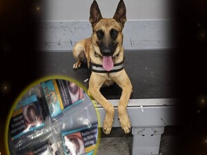 Hafta sonunda polis operasyonları: Dedektör köpeği Pamir uyuşturucu yakaladı