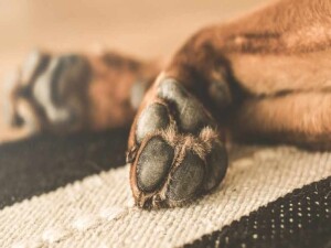 Sahibi tarafından başıboş bırakılan köpek bir kişiyi ısırdı: Sahibi tutuklandı