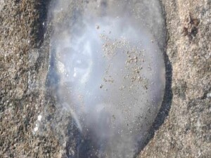 Yeniboğaziçi sahillerinde çok sayıda denizanası görüldü!