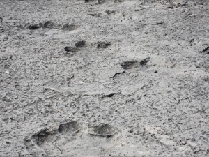 Çin'de keşfedilen dinozor, kritik bir evrimsel boşluğu dolduruyor