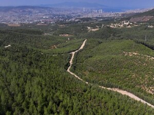İzmir'de 16 yıl önce yanan alan çalışmalarla yeniden ormanlaştırıldı
