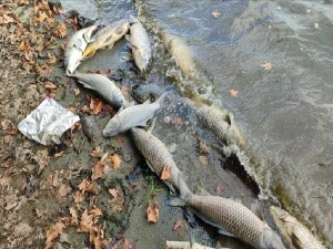 Pestisitlerin balıkların ömrünü ciddi ölçüde kısalttığı tespit edildi