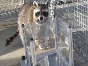 Rakunların sırf eğlence için bulmaca çözdüğü bulundu