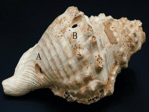 İspanya'da bulunan deniz kabukları en eski müzik aletleri olabilir