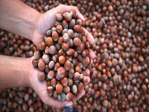 Türkiye 2025'te fındık ihracatından 2,2 milyar doların üzerinde gelir sağladı