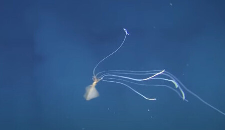 Küresel ısınma okyanuslardaki alacakaranlık kuşağını tehdit ediyor