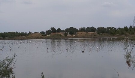 Yeşil Barış Hareketi: “Sulak alanlar restore edilmeli akıllıca kullanılmalı"