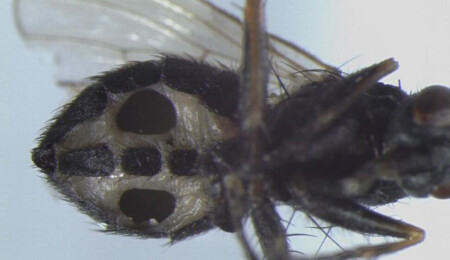 Bilim insanları sinekleri "zombileştiren" iki mantar türü keşfetti