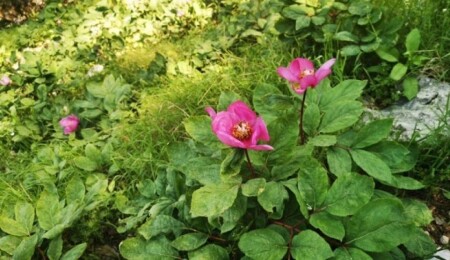 Bu çiçeği koparmak ya da zarar vermenin cezası 60 bin lira