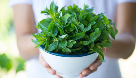 Bitkilerin zarar gördüklerinde çığlık attığı keşfedildi: "Diğer hayvanlar bu sesleri duyabiliyor"