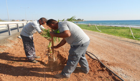 Long Beach Sahil Şeridinde 150 Hurma ve 100 Palmiye dikildi