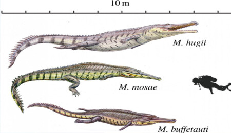 Eskiden timsahlar yunus ve balinalara özeniyormuş