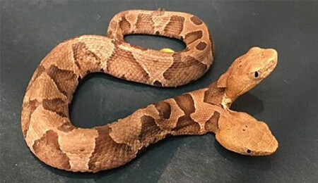 ABD'de bir evin arka bahçesinde çift başlı yılan görüldü