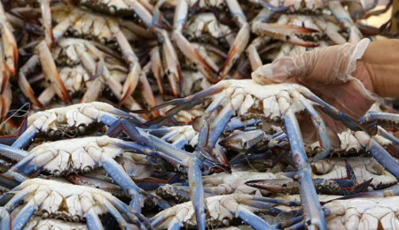 Yengeç kabukları sağlık çalışanlarını koronavirüsten nasıl koruyabilir?