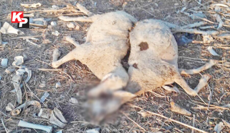 Alagadi'deki şüpheli hayvan ölümündeki gizem çözülemiyor