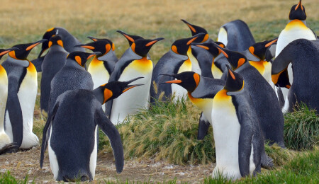 Kral penguenlerinin dışkısı gülme gazı yaydı