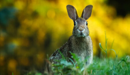 Bu kez de tavşanlar tehdit altında