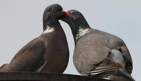 Bilim insanları sonunda flörtün altın kurallarını araştırdı