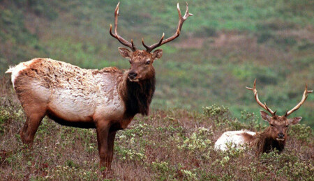 Bilim insanlarından "zombi geyik hastalığı" uyarısı: "İnsanlara sıçrayabilir"