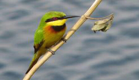 Ökse ile arı kuşu avlayan şahsa yasal işlem...