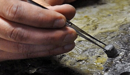 Kanada’da 890 milyon yıllık dünyanın en eski hayvan fosili bulundu