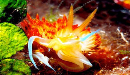 Gökçeada Sualtı Milli Parkı