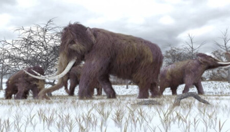 İnsanlık düşünülenden 10,000 yıl önce kutuplarda yaşamaya başladı