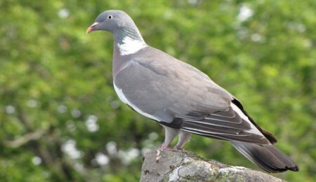 Avcılık Federasyonu'ndan av bölgeleriyle ilgili İçişleri Bakanlığı'na kınama