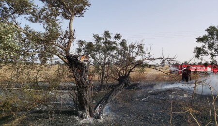 Kalkanlı’daki yangında yanan ağaçlar odun olarak satılacak